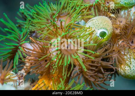 Koloniale Anemonen [Amphianthus nitidus] mit grünem Urnenmeer [Didemnum molle] [Atriolum robustum]. Lembeh Strait, Nord-Sulawesi, Indonesien. Stockfoto