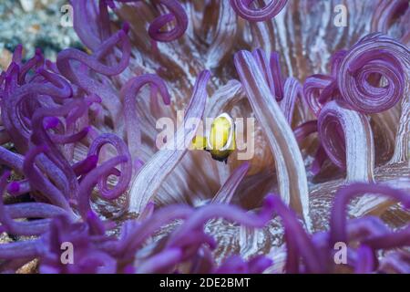 Ein juveniler Schwarzer Sattelanemonefisch in einem Korkenzieher oder einer langen Tentakelanemone [Macrodactyla doreensis]. Lembeh Strait, Nord-Sulawesi, Indonesien. Stockfoto