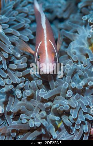 Rosa Anemonefisch [Amphiprion perideraion]. Lembeh Strait, Nord-Sulawesi, Indonesien. Stockfoto