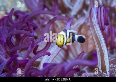 Korkenzieher oder lange Tentakelanemone [Macrodactyla doreensis] mit einem juvenilen Sattelanemonenfisch [Amphiprion polymnus]. Stockfoto