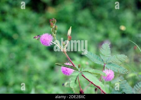 Nahaufnahme Makroaufnahme bei Insekten. Stockfoto