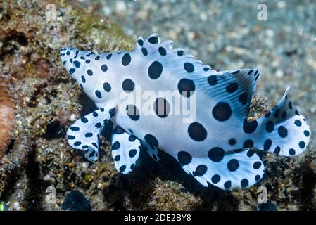 Juvenile Barramundi Cromileptes altivelis Cod []. Lembeh Strait, Nord Sulawesi, Indonesien. Stockfoto