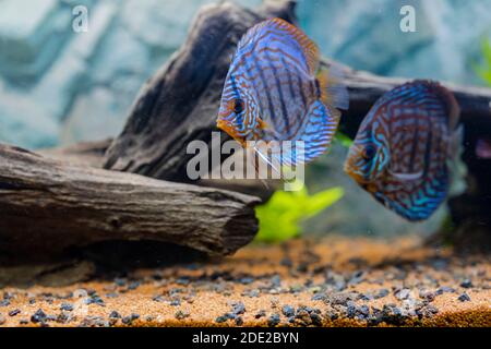 Nahaufnahme der wunderschönen tigertürken Diskus Aquarium Fische. Hobby-Konzept. Stockfoto
