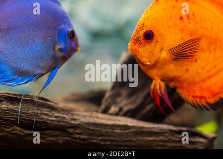 Nahaufnahme der wunderschönen roten Melone Diskus Aquarium Fische. Hobby-Konzept. Stockfoto