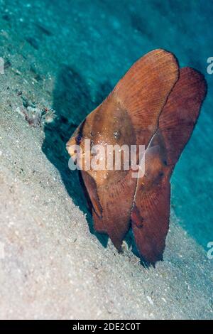 Juvenilen Platax orbicularis Rundschreiben Fledermausfische []. Lembeh Strait, Nord Sulawesi, Indonesien. Stockfoto