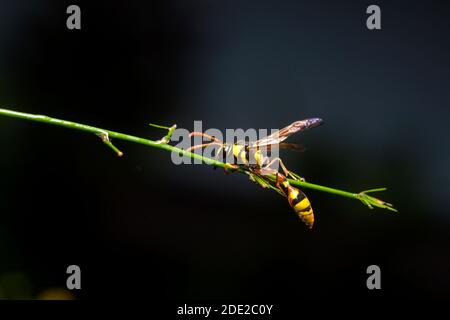 Nahaufnahme Makroaufnahme bei Insekten. Stockfoto