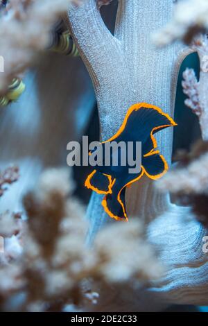 Juvenile gefiederte Fledermaus [Platax pinnatus], die zwischen weichen Korallenzweigen schützen. Westpapua, Indonesien. Indo-Westpazifik. Stockfoto