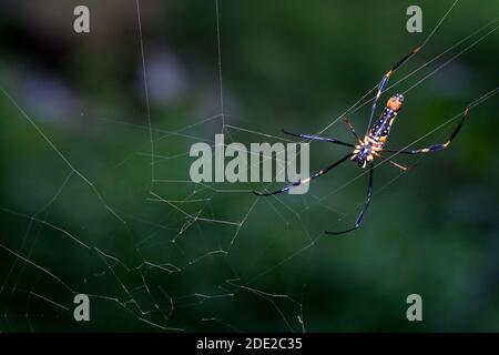 Nahaufnahme einer Spinne Stockfoto