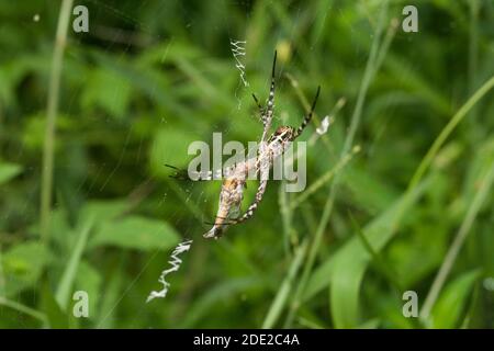 Nahaufnahme einer Spinne Stockfoto