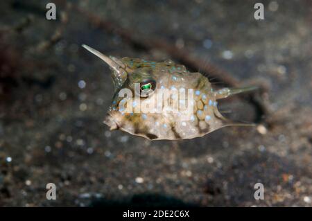 Longhorn cowfish [Lactoria cornuta]. West Papua, Indonesien. Stockfoto