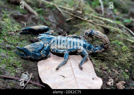 Giftiger Skorpion, giftige Drüse am Schwanz, 2 große Krallen auf beiden Seiten. Stockfoto