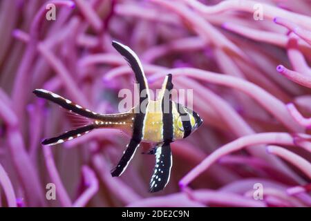 Banggai-Kardinalfisch [Pterapogon kauderni] mit einem Korkenzieher oder einer langen Tentakelanemone [Macrodactyla doreensis]. Lembeh Strait, North Sulawesi, Indones Stockfoto