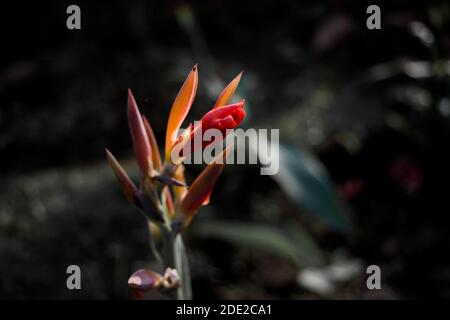 Hummer-Krallen, Heliconia Blumen im Garten. Gemeinsame Namen für die Gattung sind Zwerg jamaikanische Blume Stockfoto