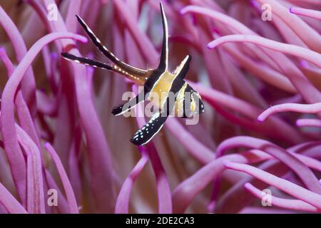 Banggai-Kardinalfisch [Pterapogon kauderni] mit einem Korkenzieher oder einer langen Tentakelanemone [Macrodactyla doreensis]. Lembeh Strait, North Sulawesi, Indones Stockfoto