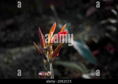 Hummer-Krallen, Heliconia Blumen im Garten. Gemeinsame Namen für die Gattung sind Zwerg jamaikanische Blume Stockfoto