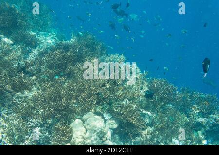 Die Unterwasserschönheit der Menjangan Insel, West Bali Nationalpark, Indonesien. Stockfoto