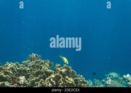 Die Unterwasserschönheit der Menjangan Insel, West Bali Nationalpark, Indonesien. Stockfoto