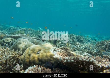 Die Unterwasserschönheit der Menjangan Insel, West Bali Nationalpark, Indonesien. Stockfoto