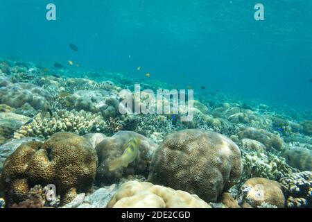 Die Unterwasserschönheit der Menjangan Insel, West Bali Nationalpark, Indonesien. Stockfoto