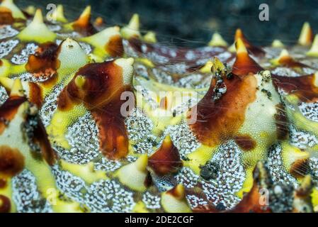 Kamm Gelees auf Wabe Sea Star [Pentaceraster alveolatus]. Lembeh Strait, Nord Sulawesi, Indonesien. Stockfoto