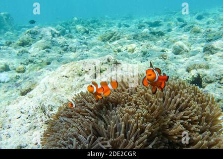 Die Unterwasserschönheit der Menjangan Insel, West Bali Nationalpark, Indonesien. Stockfoto