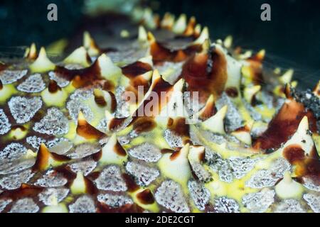 Kamm Gelees auf Wabe Sea Star [Pentaceraster alveolatus]. Lembeh Strait, Nord Sulawesi, Indonesien. Stockfoto