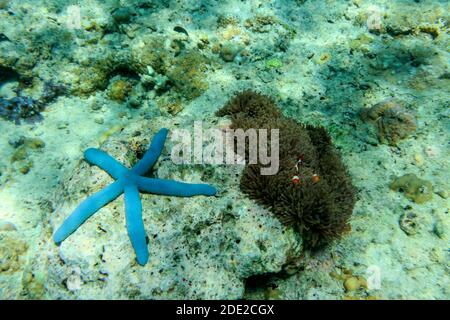 Die Unterwasserschönheit der Menjangan Insel, West Bali Nationalpark, Indonesien. Stockfoto