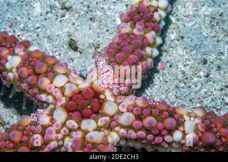 Kamm Gelees [Coeloplana astericola] auf ägyptischen Starfish [Gomophia egyptiaca]. Lembeh Strait, Nord Sulawesi, Indonesial Stockfoto