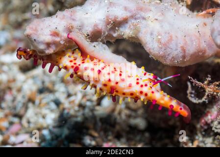 Rosy Spindel Cowrie [Phenacovolva rosea]. Lembeh Strait, Nord Sulawesi, Indonesien. Stockfoto