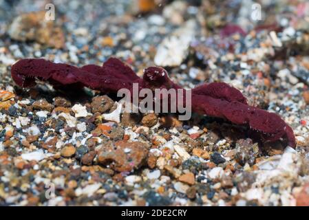 Schwamm Seespinne [Oncinopus sp2]. Lembeh Strait, Nord Sulawesi, Indonesien. Stockfoto