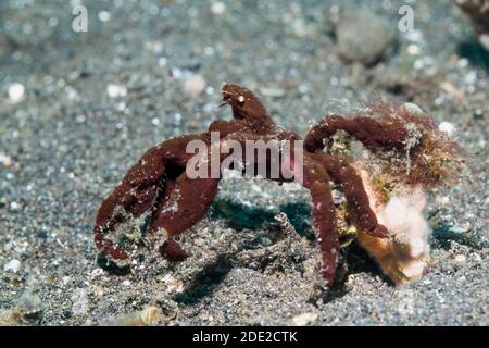 Schwamm Seespinne [Oncinopus sp2]. Lembeh Strait, Nord Sulawesi, Indonesien. Stockfoto