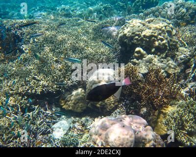 Die Unterwasserschönheit der Menjangan Insel, West Bali Nationalpark, Indonesien. Stockfoto