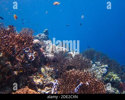 Die Unterwasserschönheit der Menjangan Insel, West Bali Nationalpark, Indonesien. Stockfoto