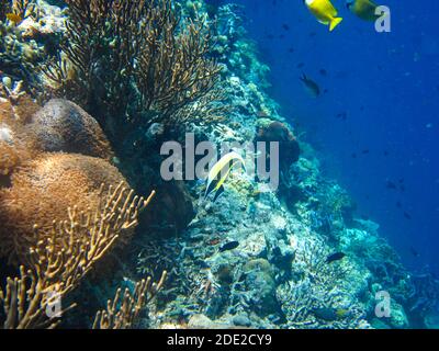 Die Unterwasserschönheit der Menjangan Insel, West Bali Nationalpark, Indonesien. Stockfoto