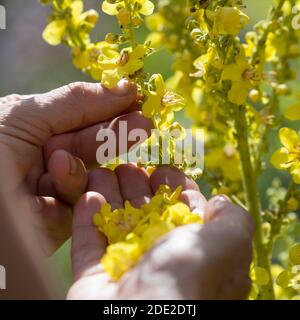 Königskerze-Ernte, Königskerzen-Ernte, Königskerzeernte, Königskerzenernte, Blütenernte, Kräuterernte, Kräuter sammeln, Königskerze, Königskerzen-Blüte Stockfoto