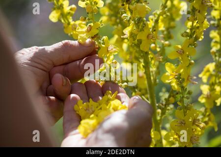 Königskerze-Ernte, Königskerzen-Ernte, Königskerzeernte, Königskerzenernte, Blütenernte, Kräuterernte, Kräuter sammeln, Königskerze, Königskerzen-Blüte Stockfoto