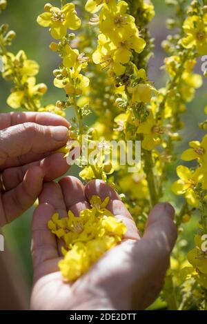 Königskerze-Ernte, Königskerzen-Ernte, Königskerzeernte, Königskerzenernte, Blütenernte, Kräuterernte, Kräuter sammeln, Königskerze, Königskerzen-Blüte Stockfoto