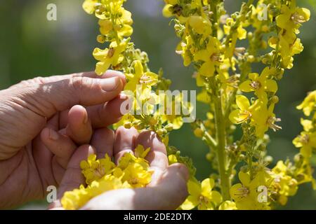 Königskerze-Ernte, Königskerzen-Ernte, Königskerzeernte, Königskerzenernte, Blütenernte, Kräuterernte, Kräuter sammeln, Königskerze, Königskerzen-Blüte Stockfoto