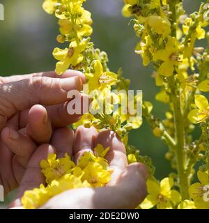 Königskerze-Ernte, Königskerzen-Ernte, Königskerzeernte, Königskerzenernte, Blütenernte, Kräuterernte, Kräuter sammeln, Königskerze, Königskerzen-Blüte Stockfoto