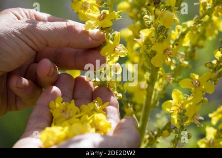 Königskerze-Ernte, Königskerzen-Ernte, Königskerzeernte, Königskerzenernte, Blütenernte, Kräuterernte, Kräuter sammeln, Königskerze, Königskerzen-Blüte Stockfoto