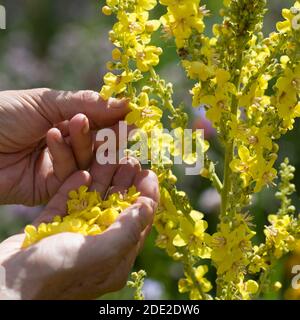 Königskerze-Ernte, Königskerzen-Ernte, Königskerzeernte, Königskerzenernte, Blütenernte, Kräuterernte, Kräuter sammeln, Königskerze, Königskerzen-Blüte Stockfoto