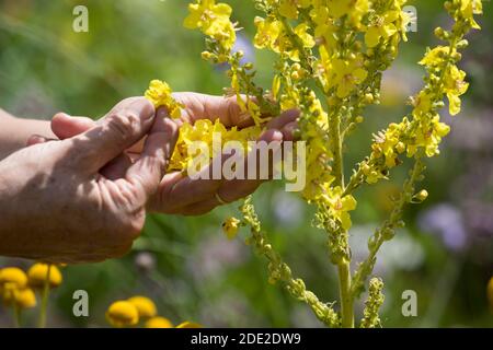 Königskerze-Ernte, Königskerzen-Ernte, Königskerzeernte, Königskerzenernte, Blütenernte, Kräuterernte, Kräuter sammeln, Königskerze, Königskerzen-Blüte Stockfoto