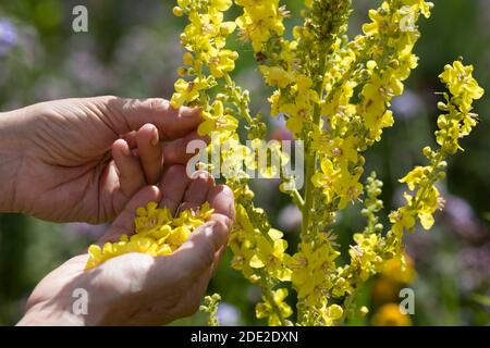 Königskerze-Ernte, Königskerzen-Ernte, Königskerzeernte, Königskerzenernte, Blütenernte, Kräuterernte, Kräuter sammeln, Königskerze, Königskerzen-Blüte Stockfoto