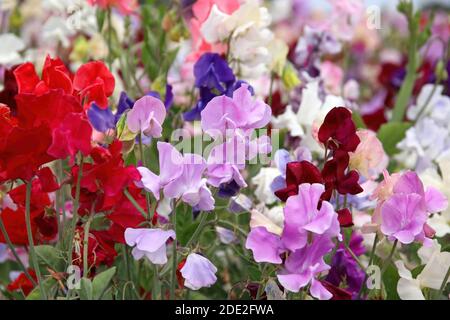 Feld von schönen süßen Erbsen Blumen in rosa, rot, weiß und burgunderrot Stockfoto