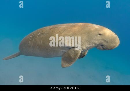 Dugong dugon (Seekuh oder Seekuh) Schwimmen im tropischen Meerwasser Stockfoto