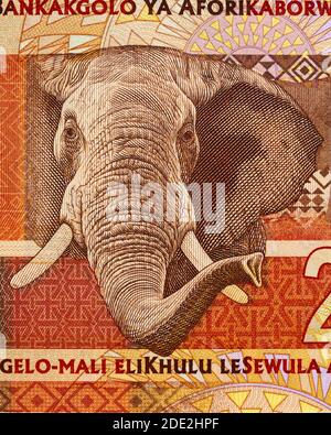 Afrikanischer Elefant auf Südafrika 20 Rand Banknote Nahaufnahme Makro, südafrikanisches Geld Nahaufnahme Stockfoto