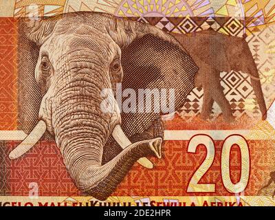 Afrikanischer Elefant auf Südafrika 20 Rand Banknote Nahaufnahme Makro, südafrikanisches Geld Nahaufnahme Stockfoto