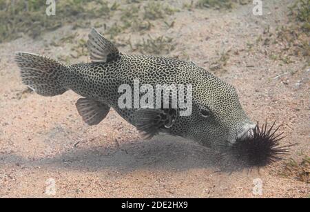 Stellate Kugelfisch (Arothron stellatus), auch bekannt als der Sternenpuffer, oder sternige Kröte, Essen Seeigel Stockfoto