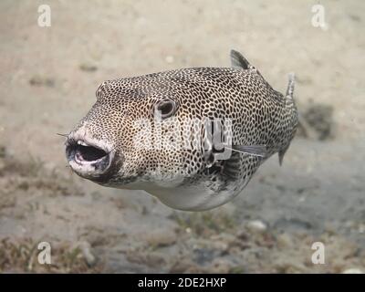 Stellate Kugelfisch (Arothron stellatus), auch bekannt als der Sternenpuffer, oder sternige Kröte, Essen Seeigel Stockfoto