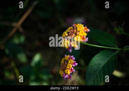 Lantana camara, Westindisch Lantana Blume blüht im Garten. Umbelanterna, wilder Salbei, roter Salbei, weißer Salbei, Zeckenbeere Stockfoto